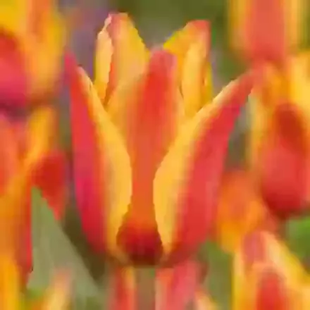 Gregii Hybrid Tulips